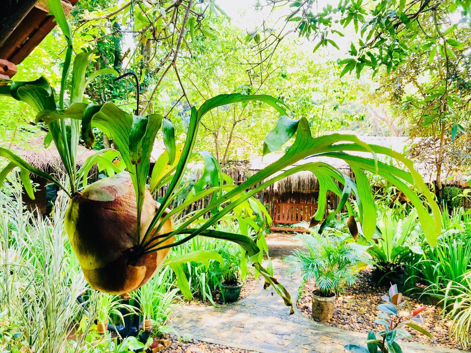 Green Paradise Cottage Udawalawa Udawalawe Buitenkant foto