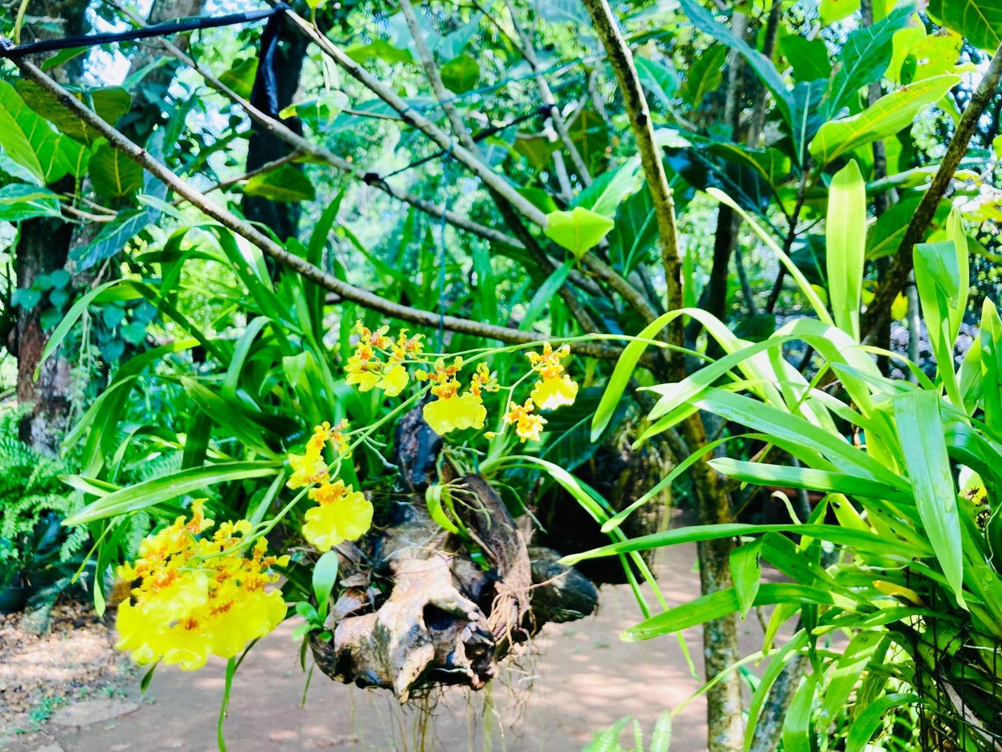 Green Paradise Cottage Udawalawa Udawalawe Buitenkant foto