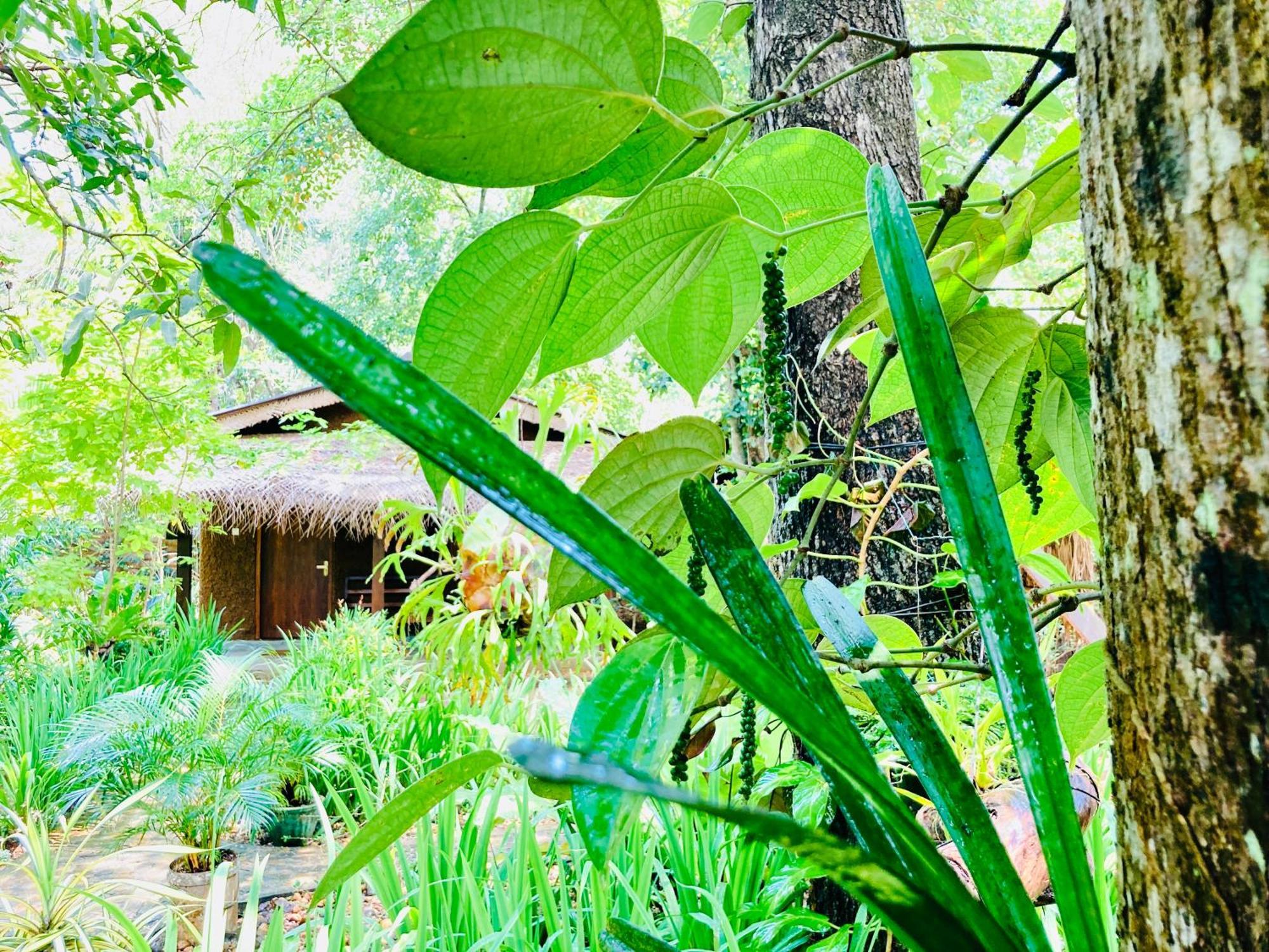 Green Paradise Cottage Udawalawa Udawalawe Buitenkant foto
